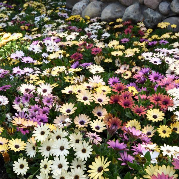 Osteospermum ecklonis <br>AFRICAN DAISY AKILA GRAND CANYON MIX - Image 3
