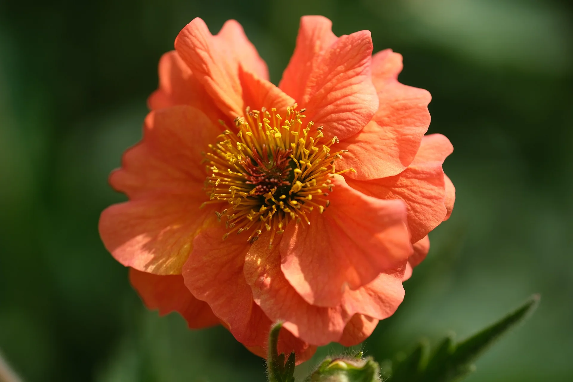 Geum coccineum <br>AVENS 'KOI' - Image 3