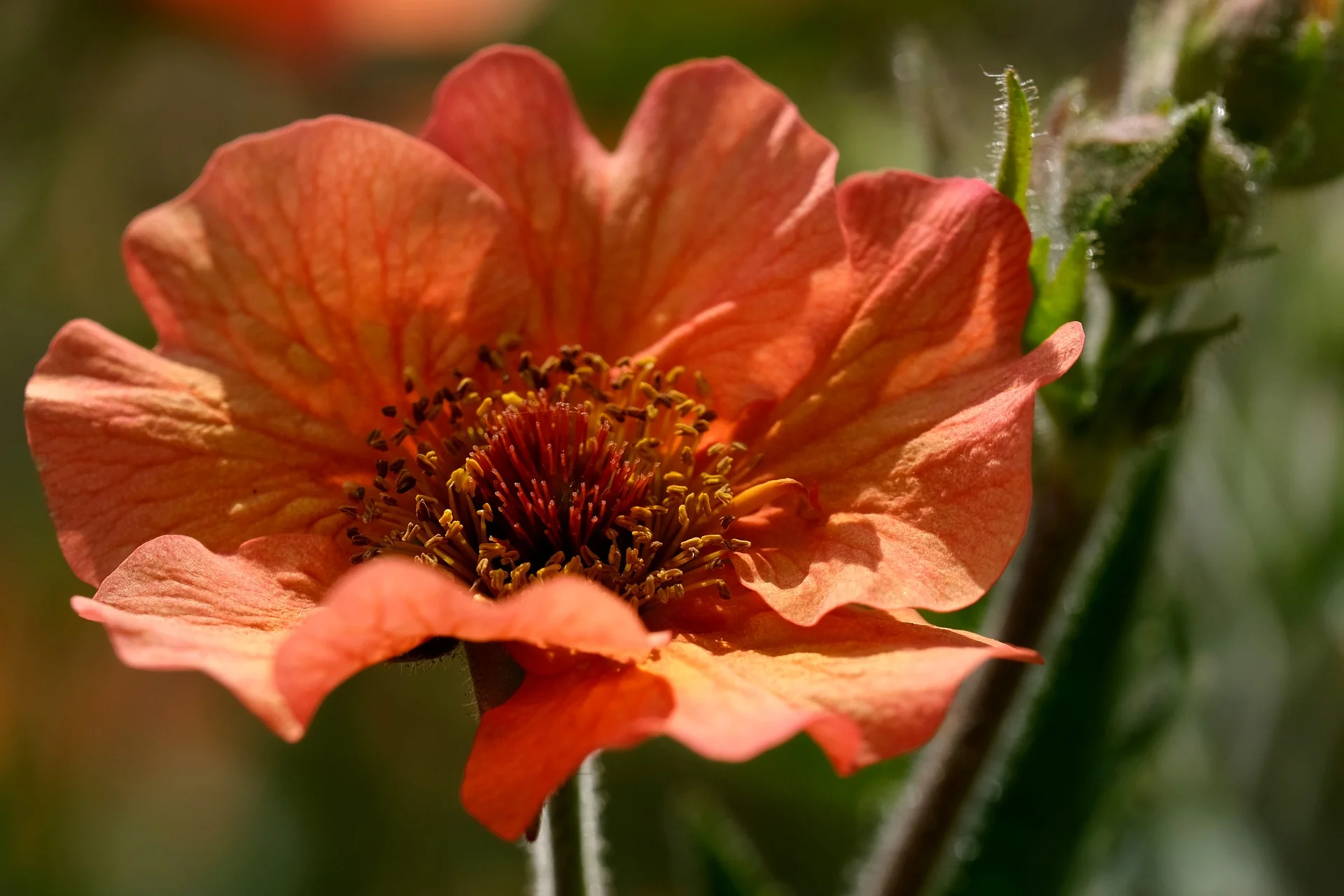Geum coccineum <br>AVENS 'KOI' - Image 4