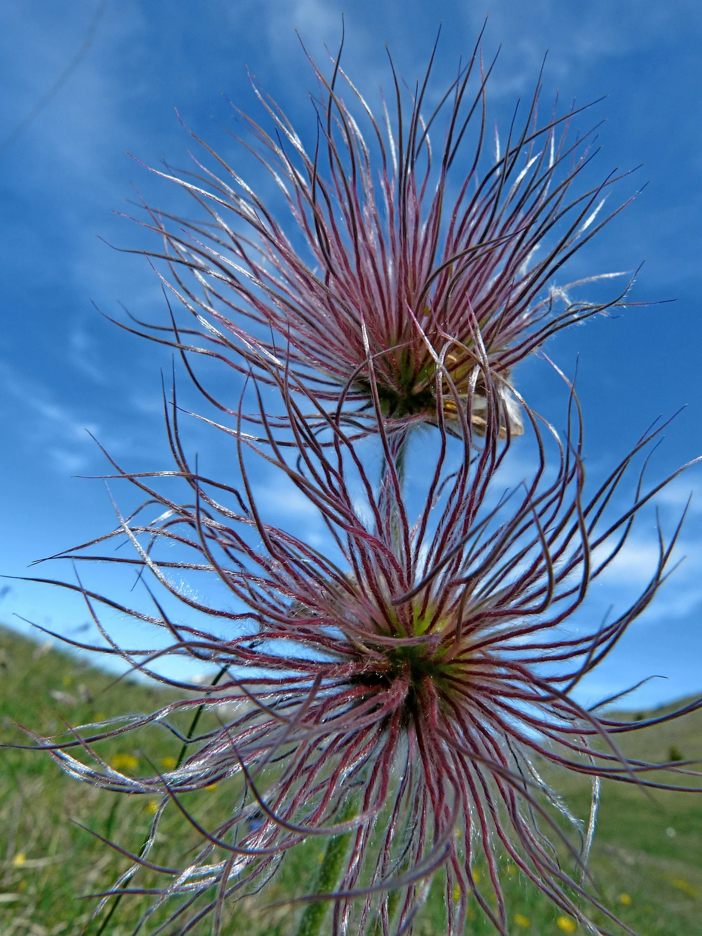 Geum coccineum <br>AVENS 'KOI' - Image 5