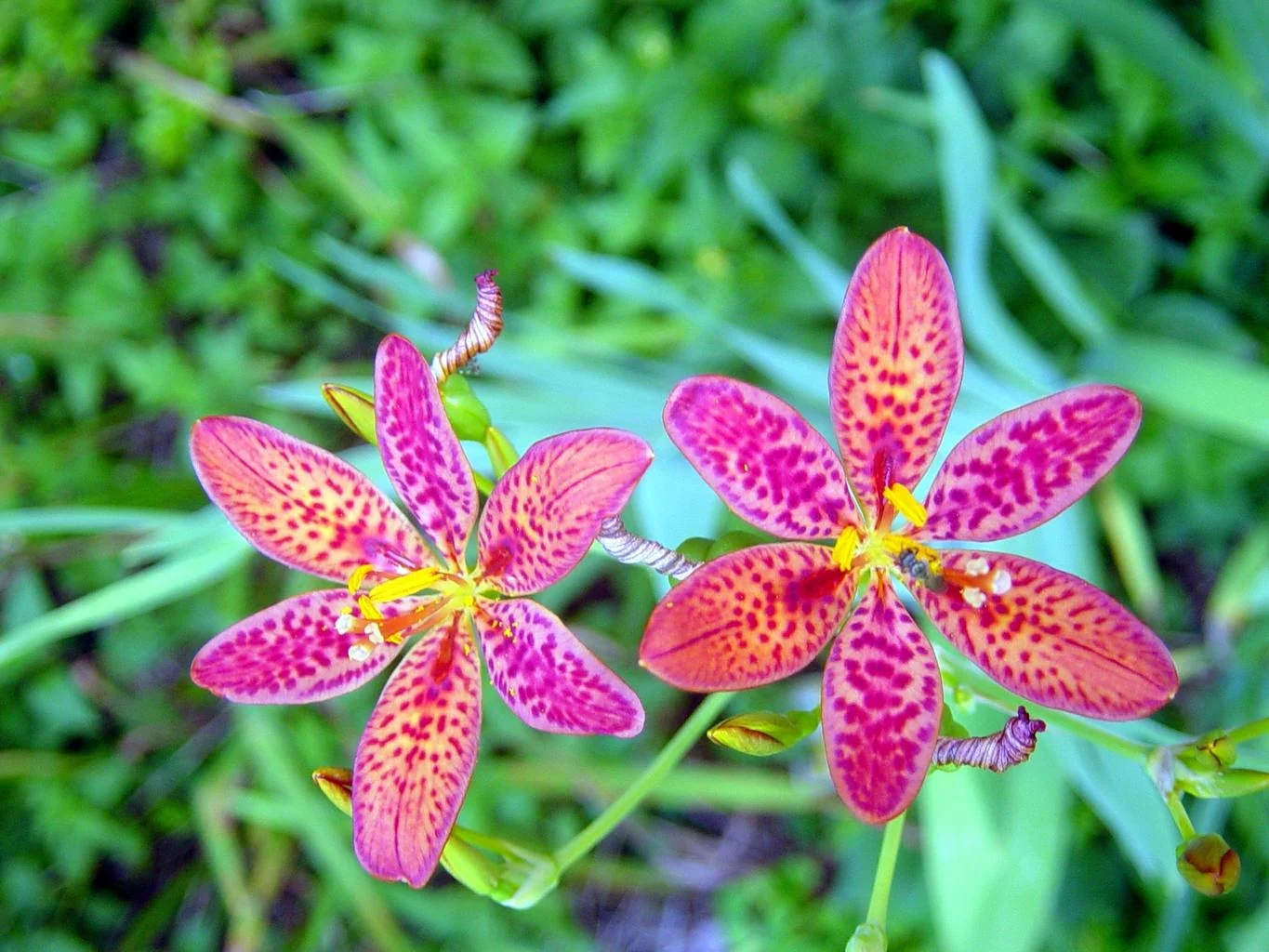 Belamcanda chinensis <br>BLACKBERRY LILY, LEOPARD FLOWER - Image 3