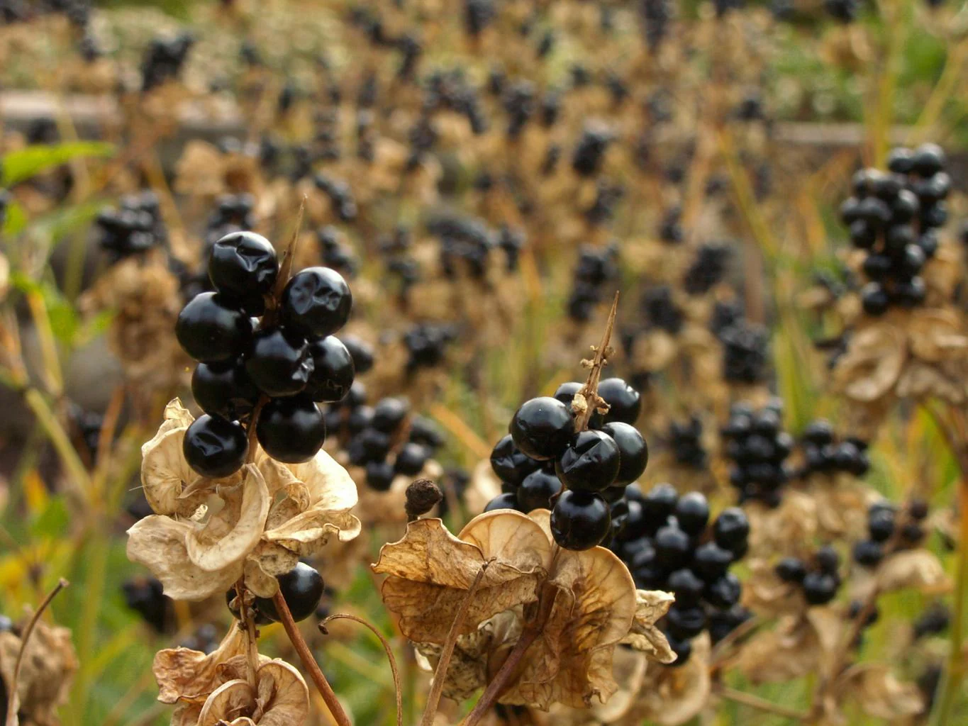 Belamcanda chinensis <br>BLACKBERRY LILY, LEOPARD FLOWER - Image 4