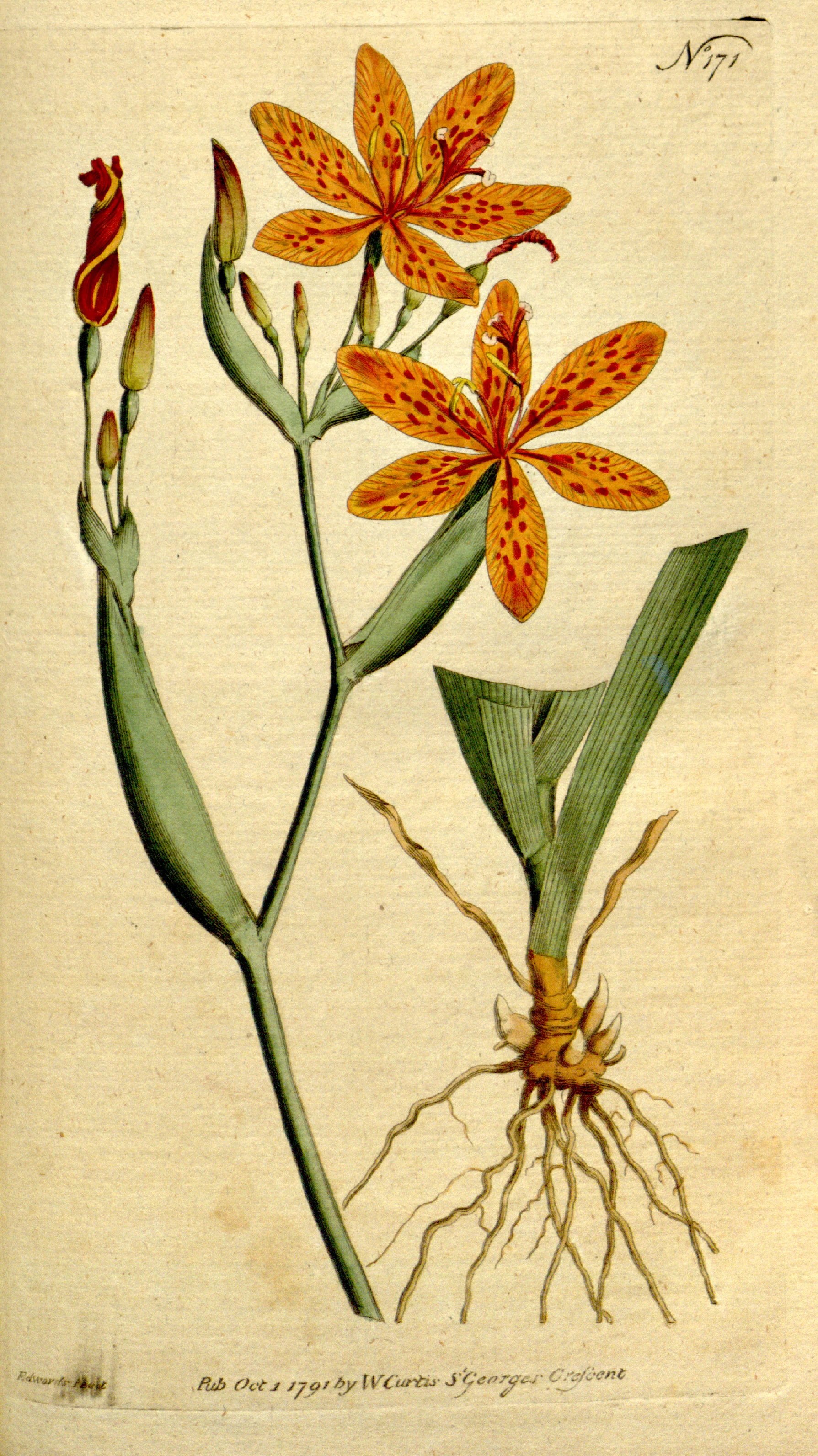 Belamcanda chinensis <br>BLACKBERRY LILY, LEOPARD FLOWER - Image 5
