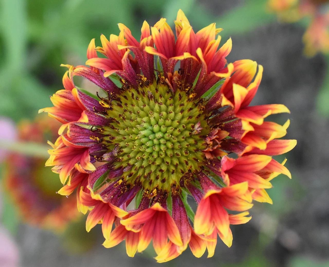 Gaillardia aristata <br>BLANKET FLOWER TUBULAR DOUBLES MIX - Image 3