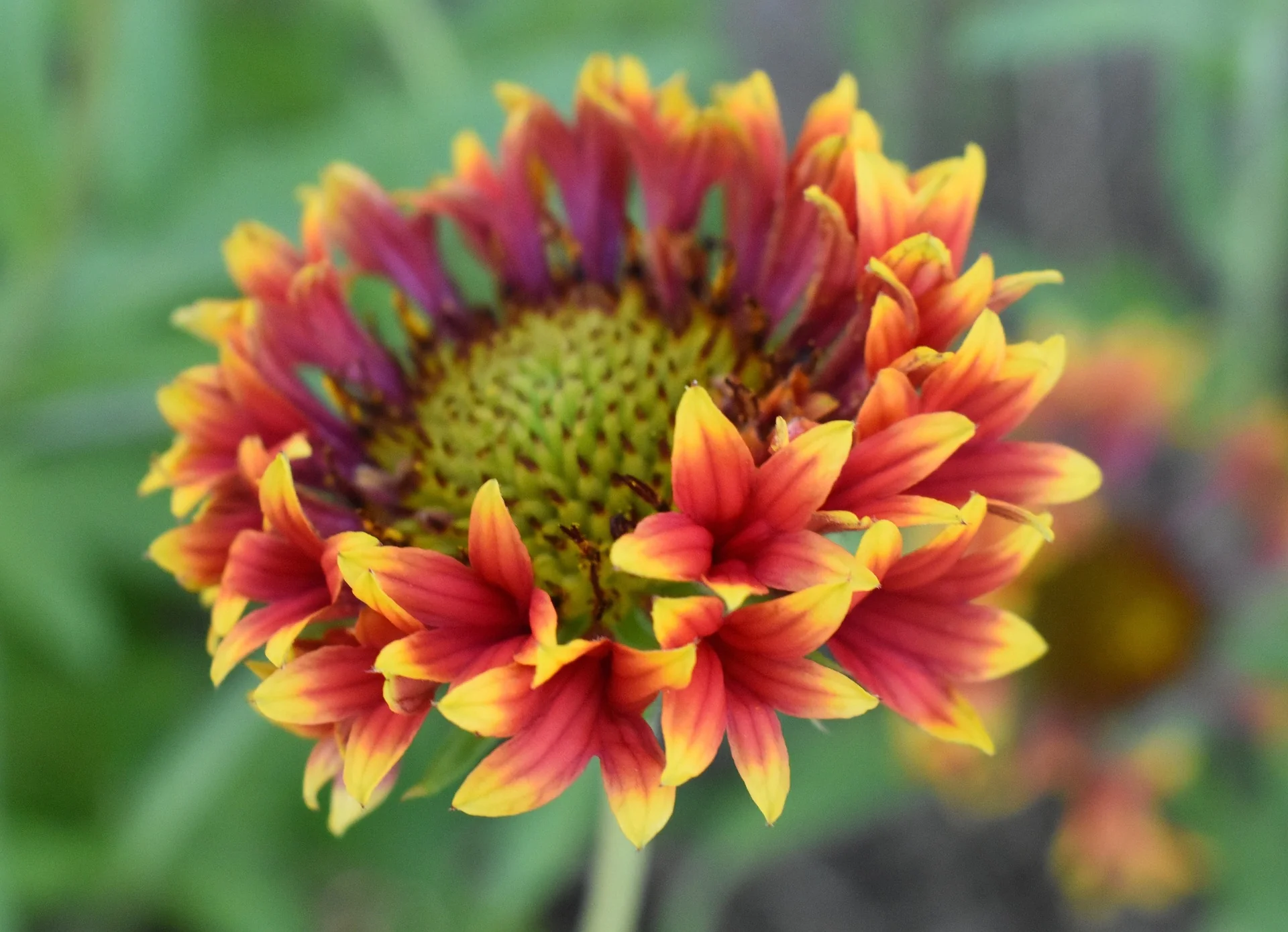 Gaillardia aristata <br>BLANKET FLOWER TUBULAR DOUBLES MIX - Image 4