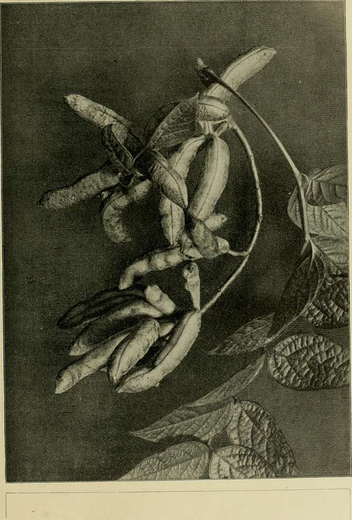 Decaisnea fargesii <br>BLUE SAUSAGE FRUIT - Image 3