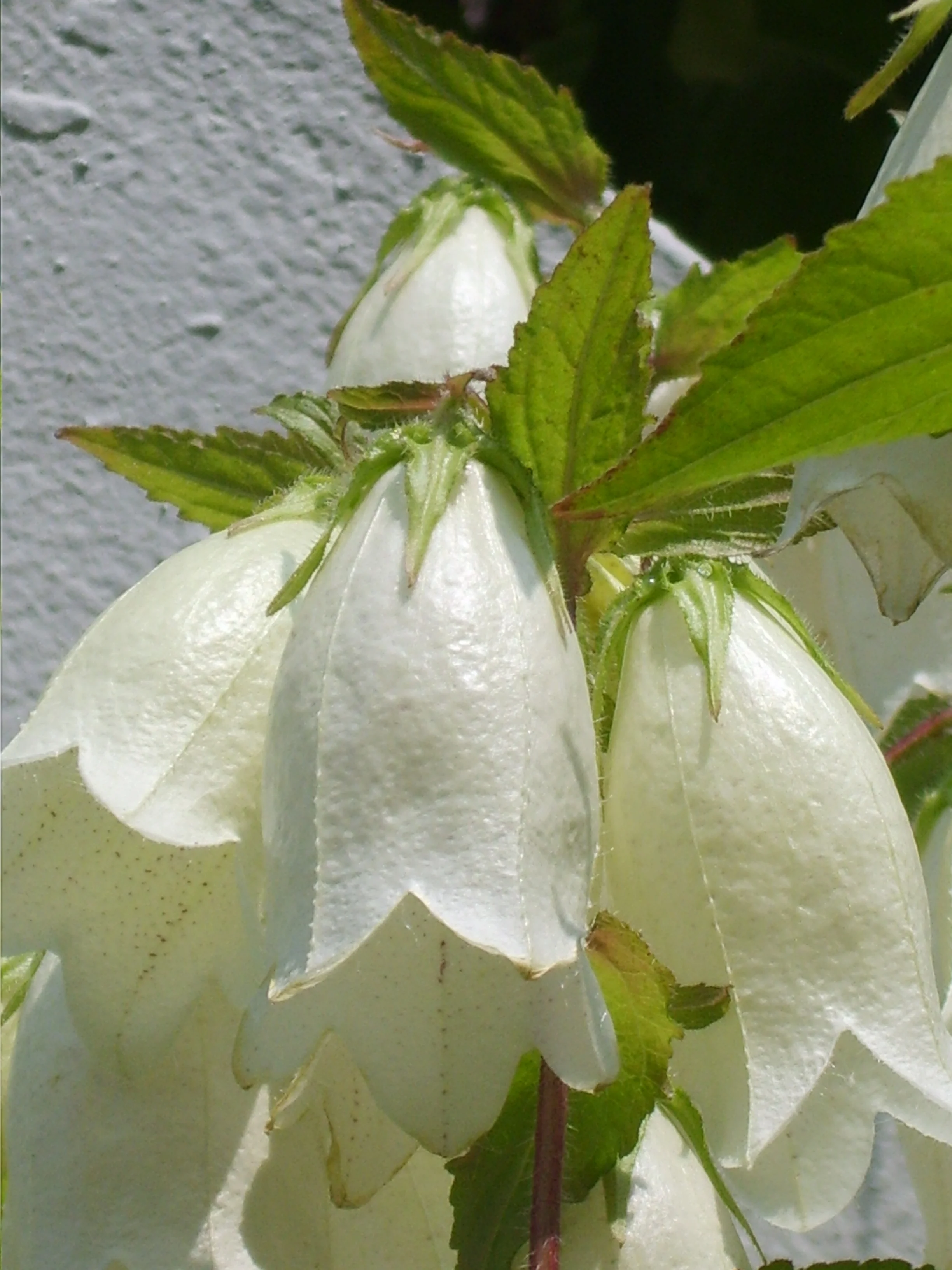 Campanula punctata <br>SPOTTED BELLFLOWER MIX - Image 3