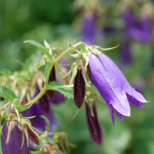 Campanula punctata <br>SPOTTED BELLFLOWER MIX - Image 4