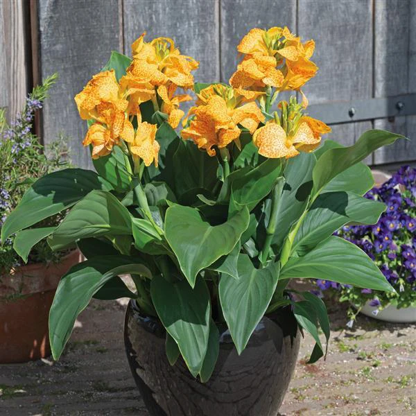 Canna generalis <br>CANNA LEOPARD YELLOW SPOTS - Image 3