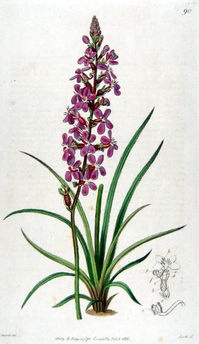 Stylidium graminifolium <br>CARNIVOROUS TRIGGER PLANT - Image 3