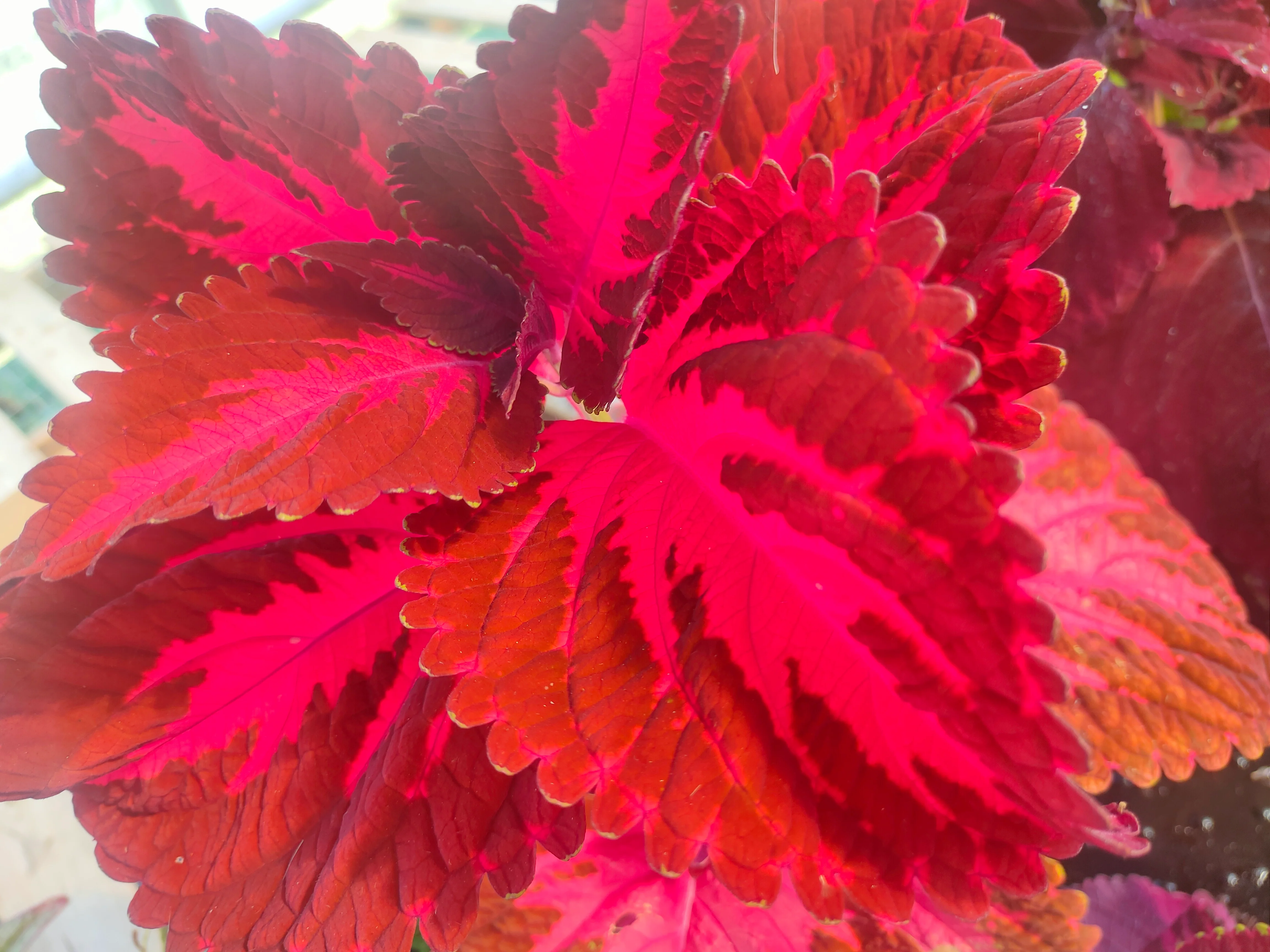 Coleus blumei <br>COLEUS NEW TYPES MIX - Image 9