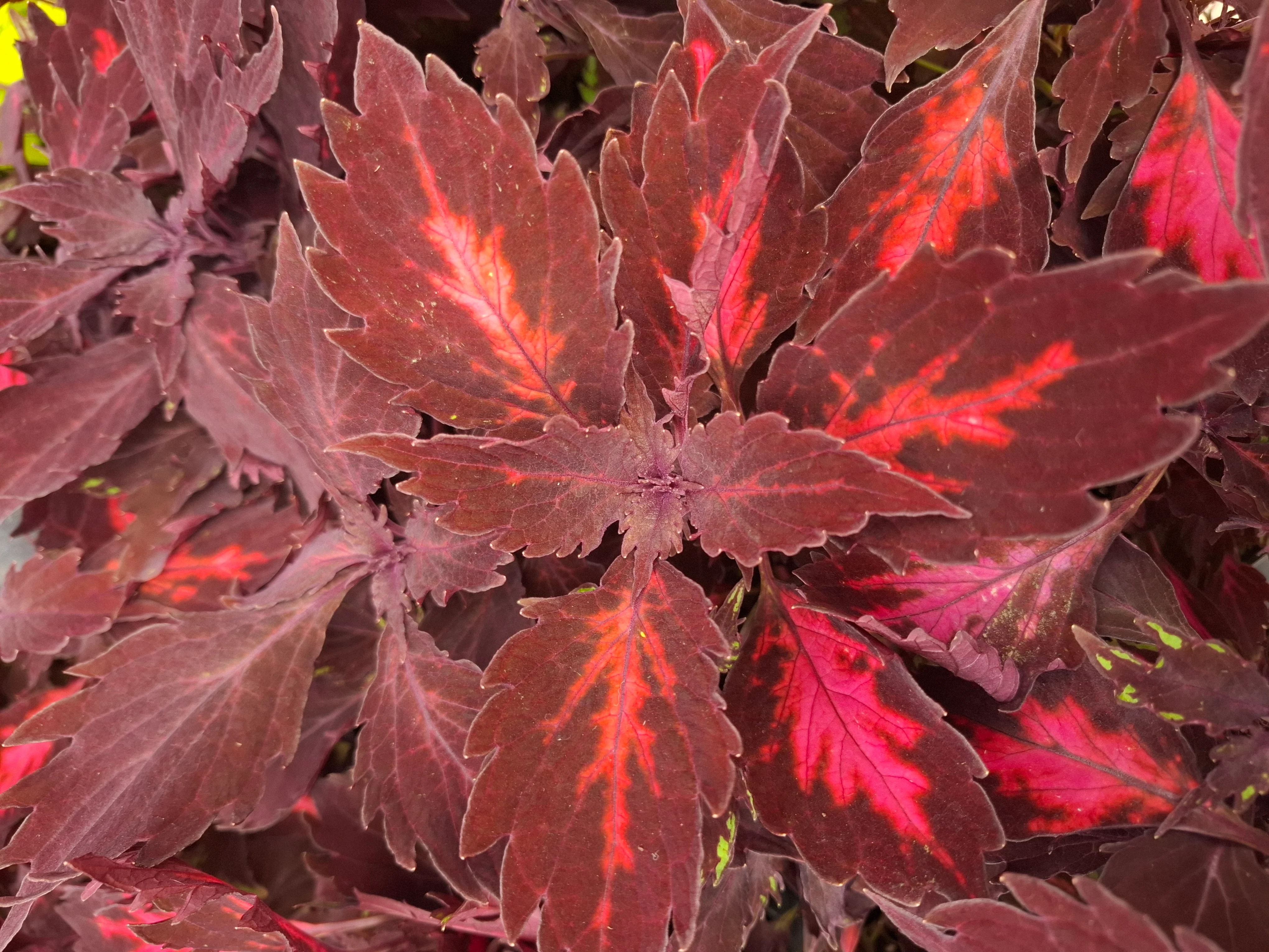 Coleus blumei <br>COLEUS NEW TYPES MIX - Image 10