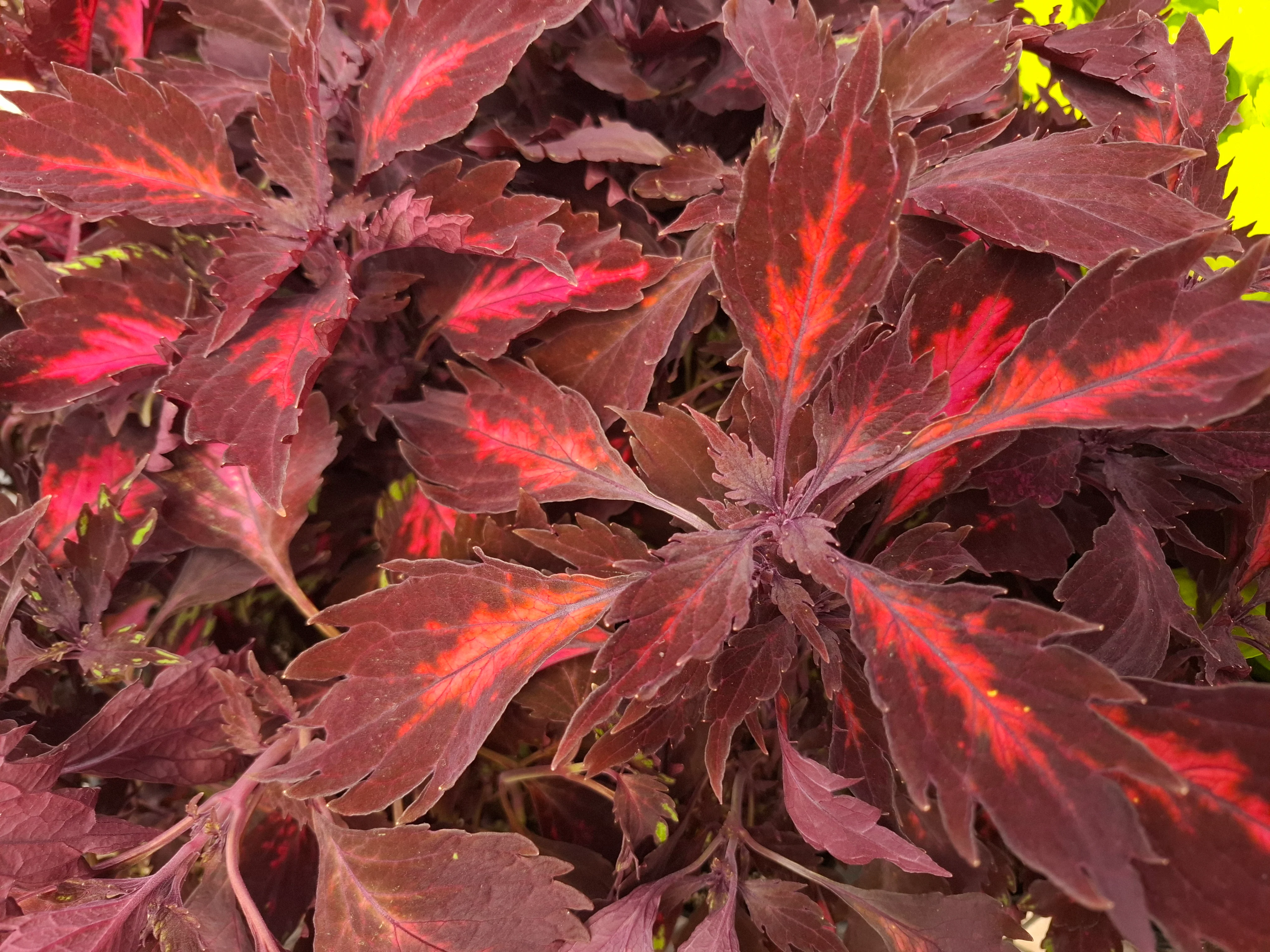 Coleus blumei <br>COLEUS NEW TYPES MIX - Image 11