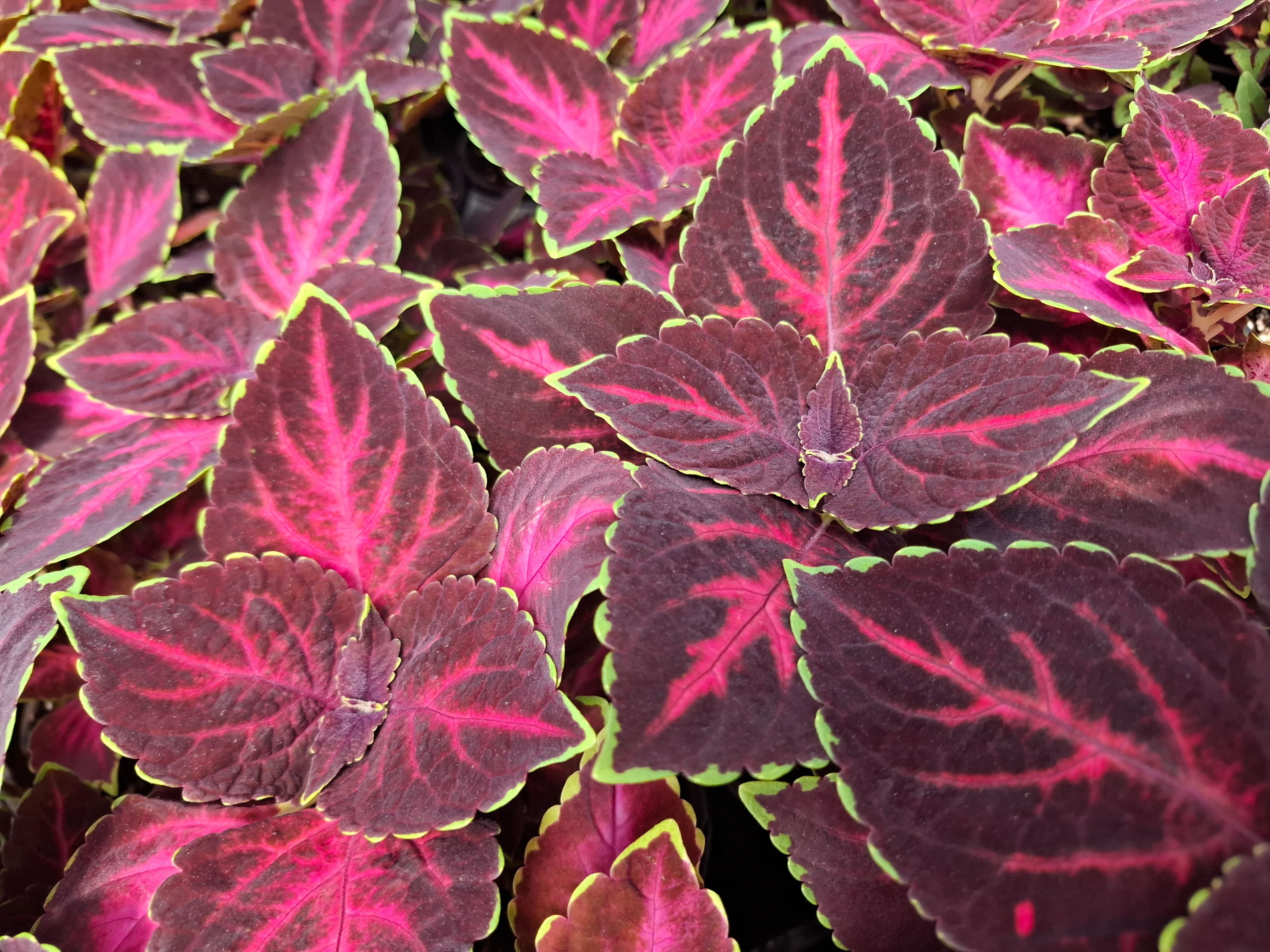 Coleus blumei <br>COLEUS NEW TYPES MIX - Image 12