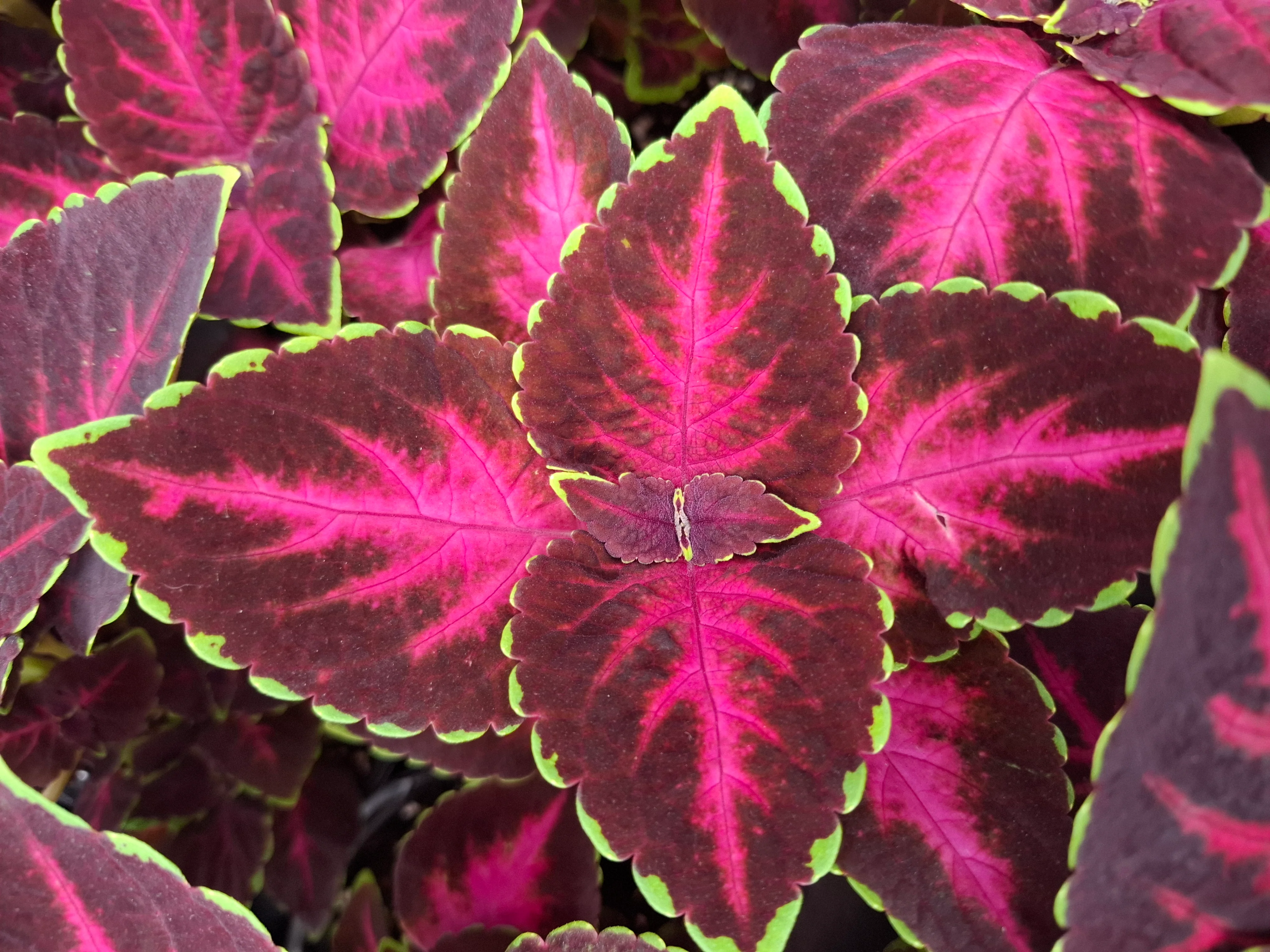 Coleus blumei <br>COLEUS NEW TYPES MIX - Image 13