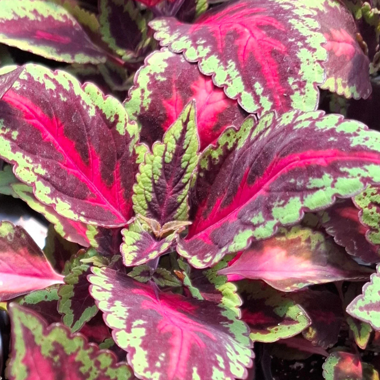 Coleus blumei <br>COLEUS NEW TYPES MIX - Image 14