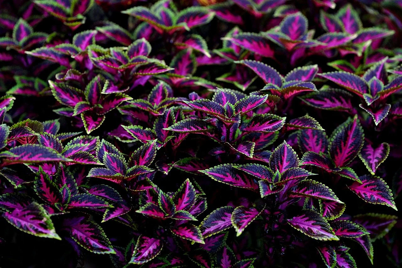Coleus blumei <br>COLEUS NEW TYPES MIX - Image 3