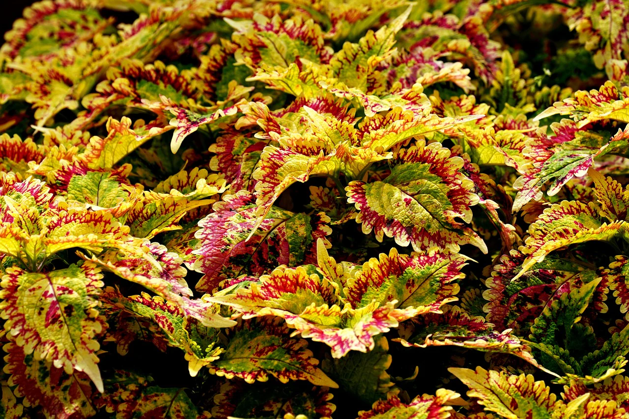 Coleus blumei <br>COLEUS NEW TYPES MIX - Image 4