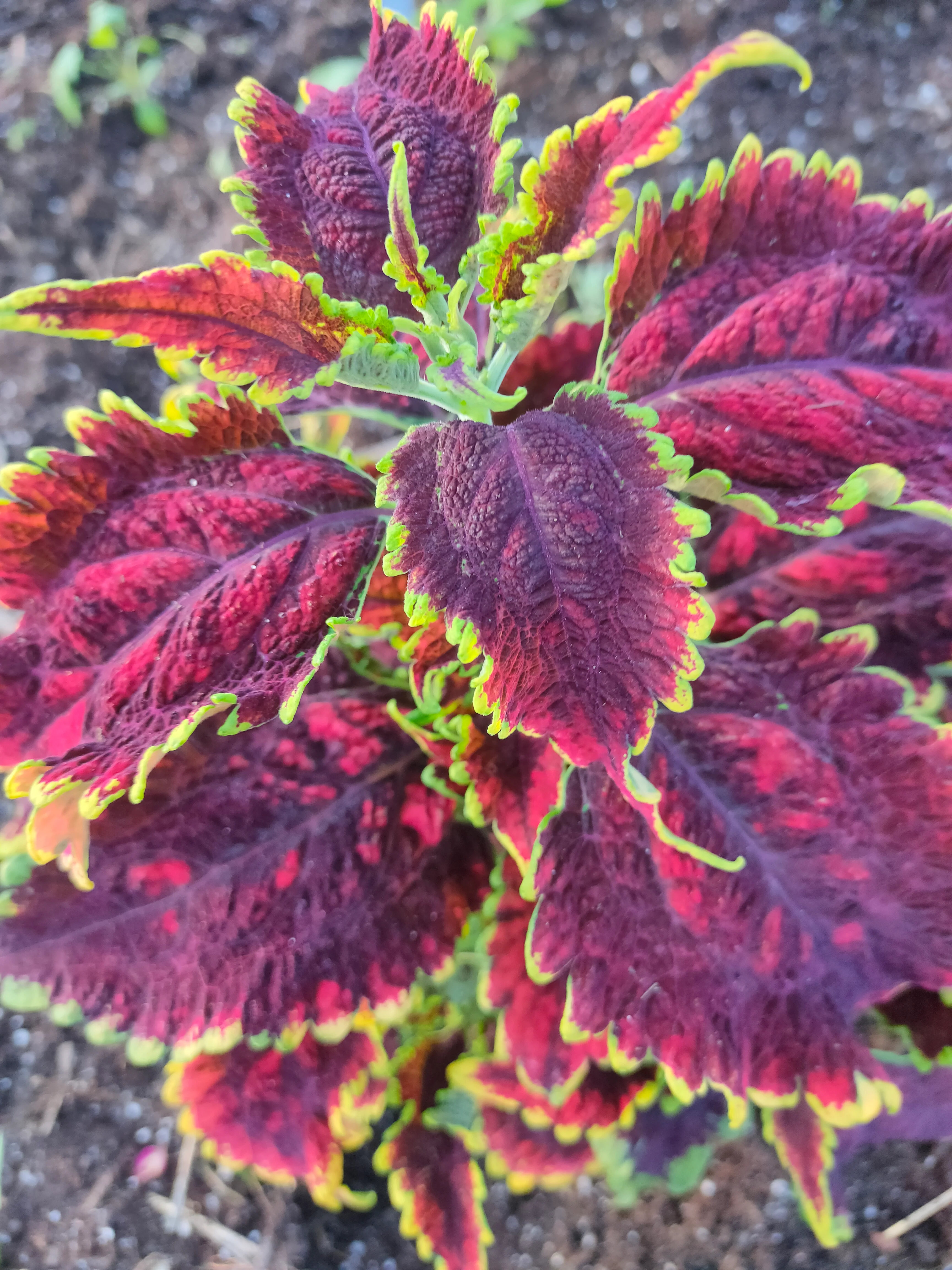 Coleus blumei <br>COLEUS NEW TYPES MIX - Image 5