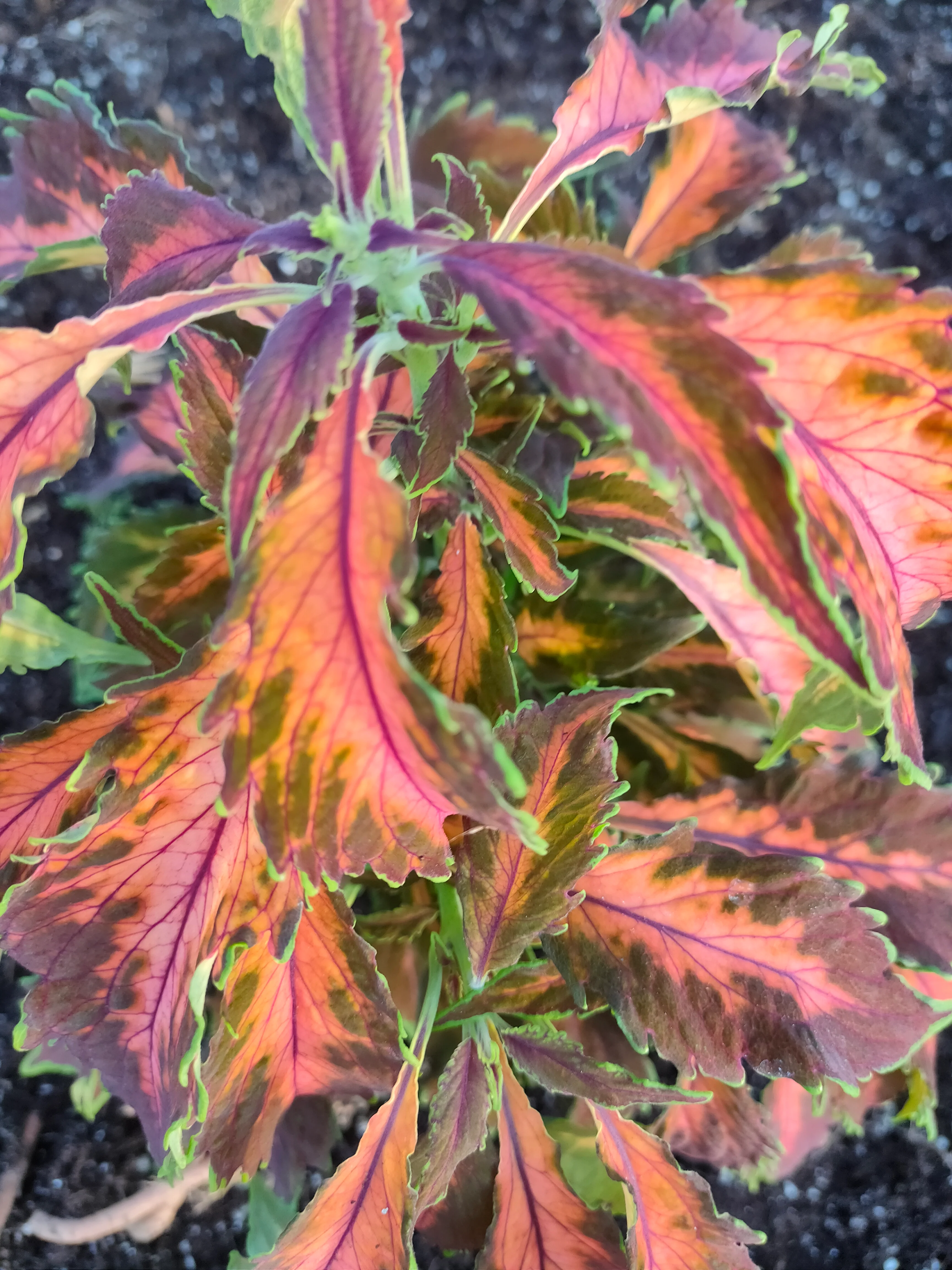 Coleus blumei <br>COLEUS NEW TYPES MIX - Image 6