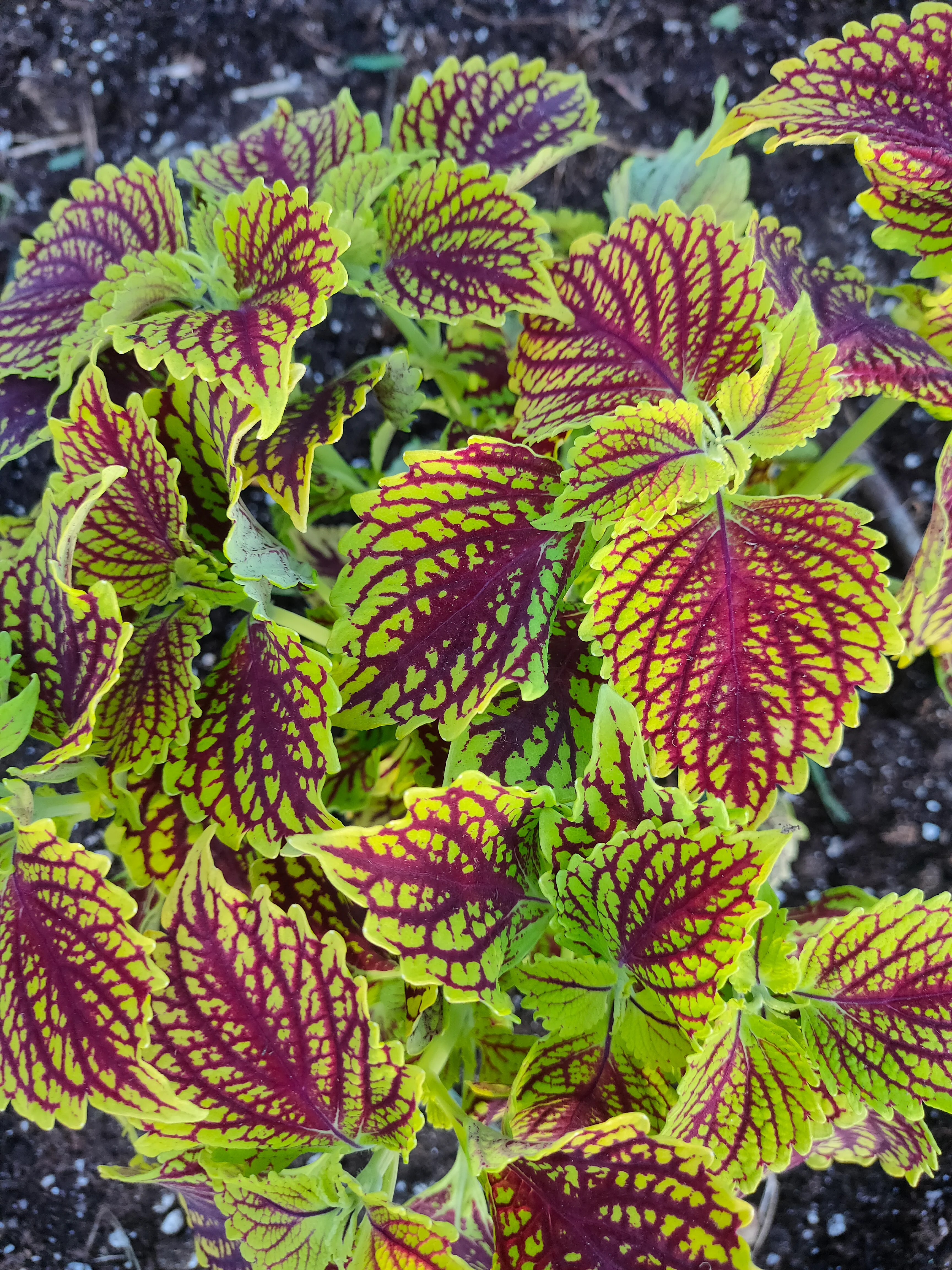 Coleus blumei <br>COLEUS NEW TYPES MIX - Image 7