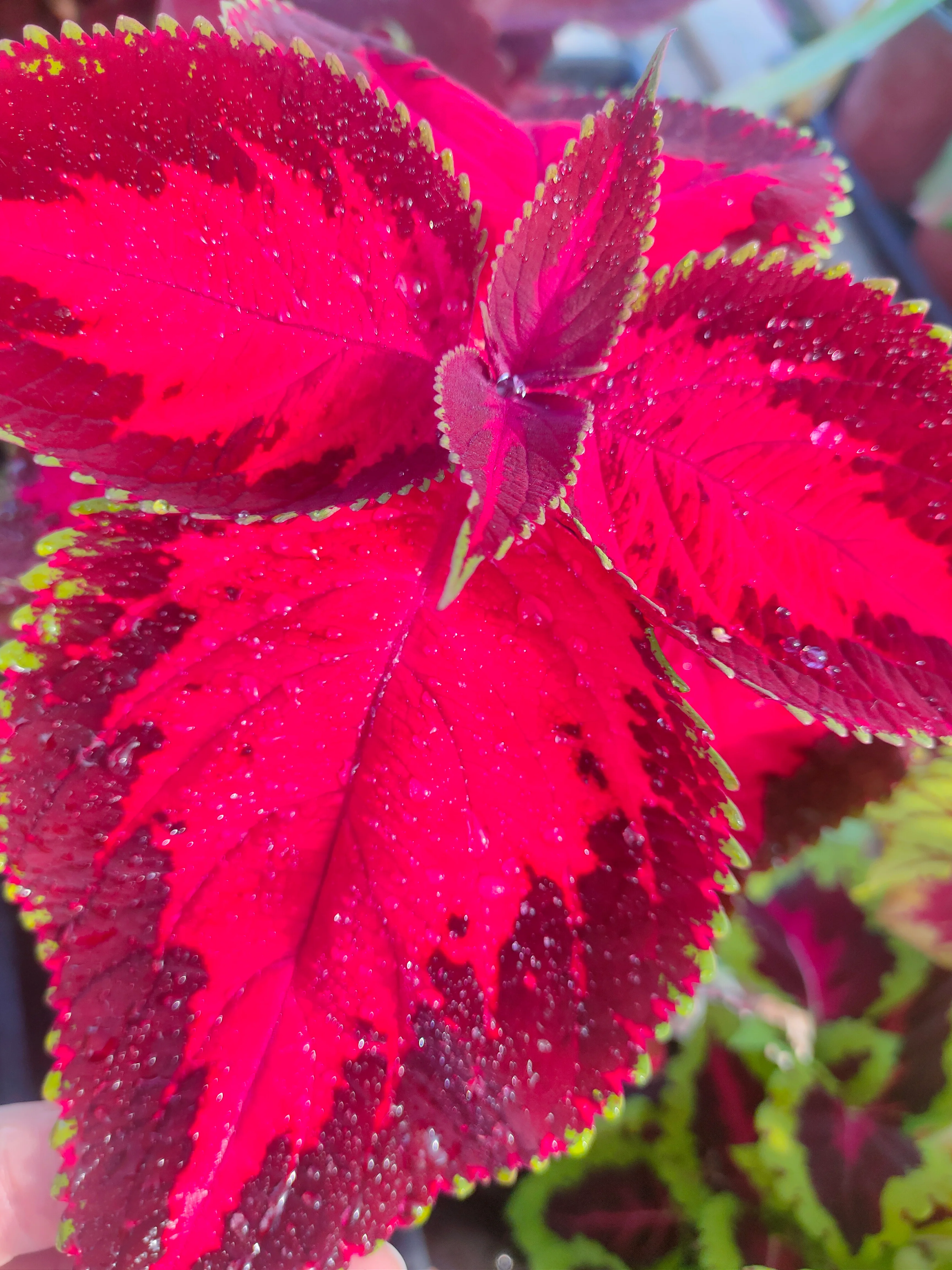 Coleus blumei <br>COLEUS NEW TYPES MIX - Image 8