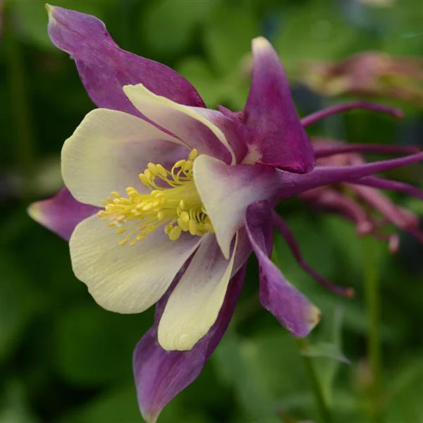 Aquilegia hybrida <br>EARLYBIRD PURPLE YELLOW COLUMBINE - Image 3