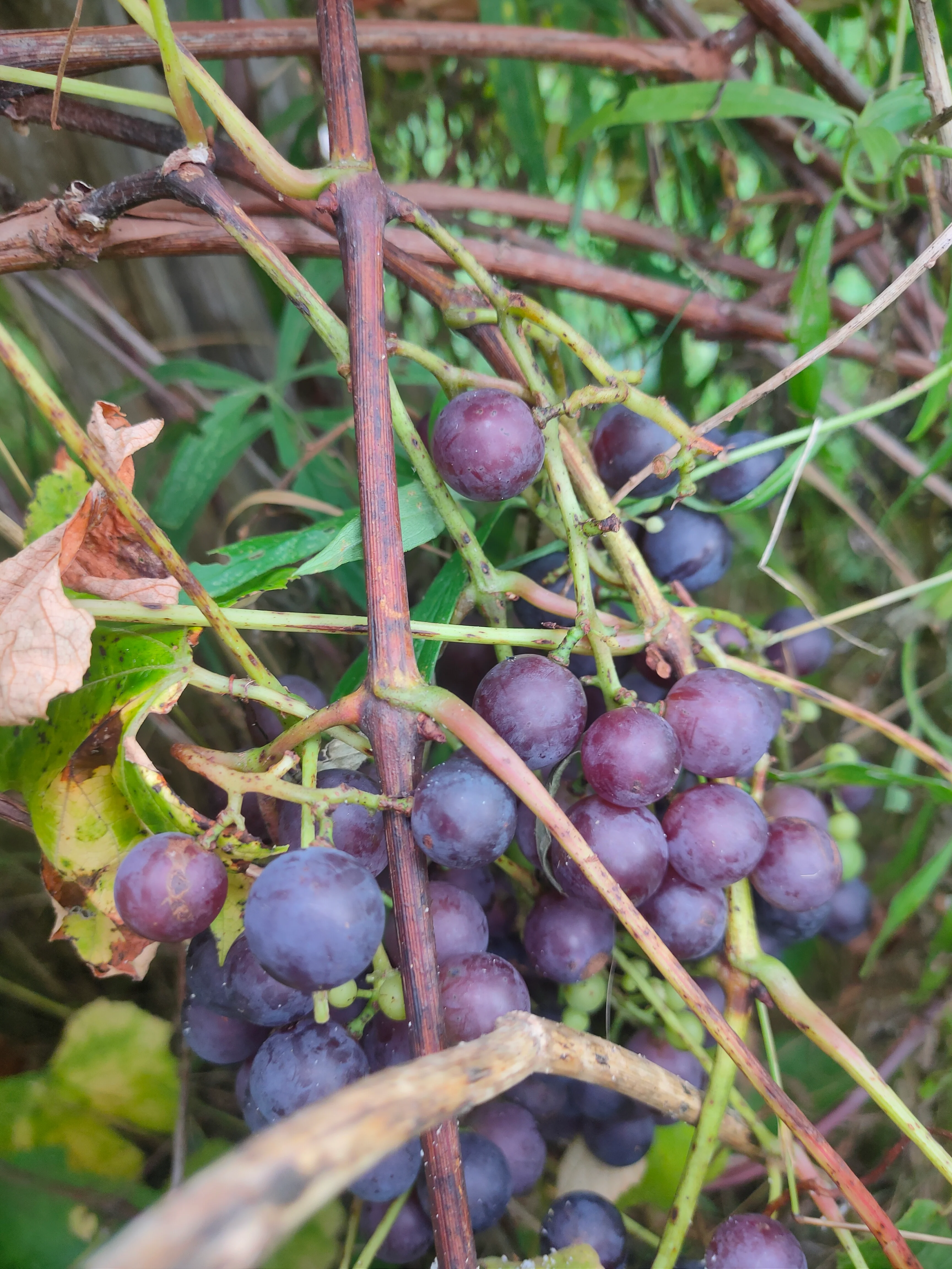 Vitis labrusca <br>CONCORD GRAPE - Image 3