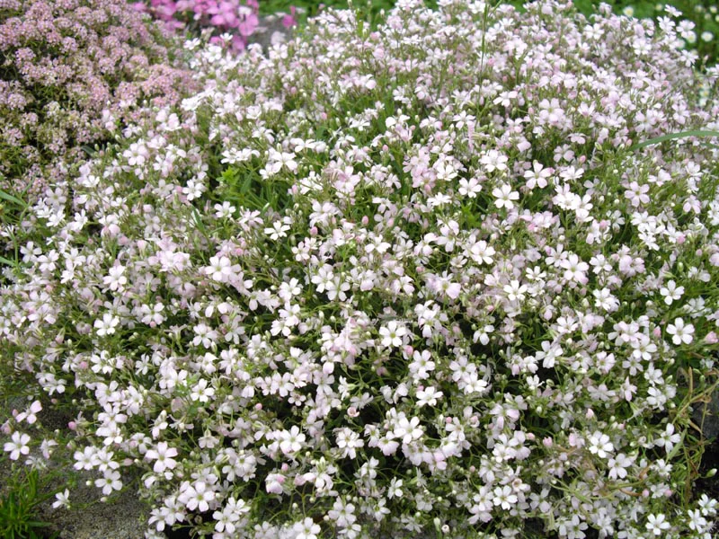 Gypsophila repens <br>PINK CREEPING BABY'S BREATH - Image 3
