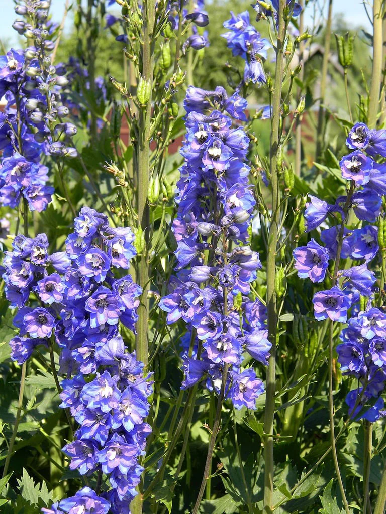 Delphinium cultoram elatum <br>DOUBLE DELPHINIUM MIX - Image 3