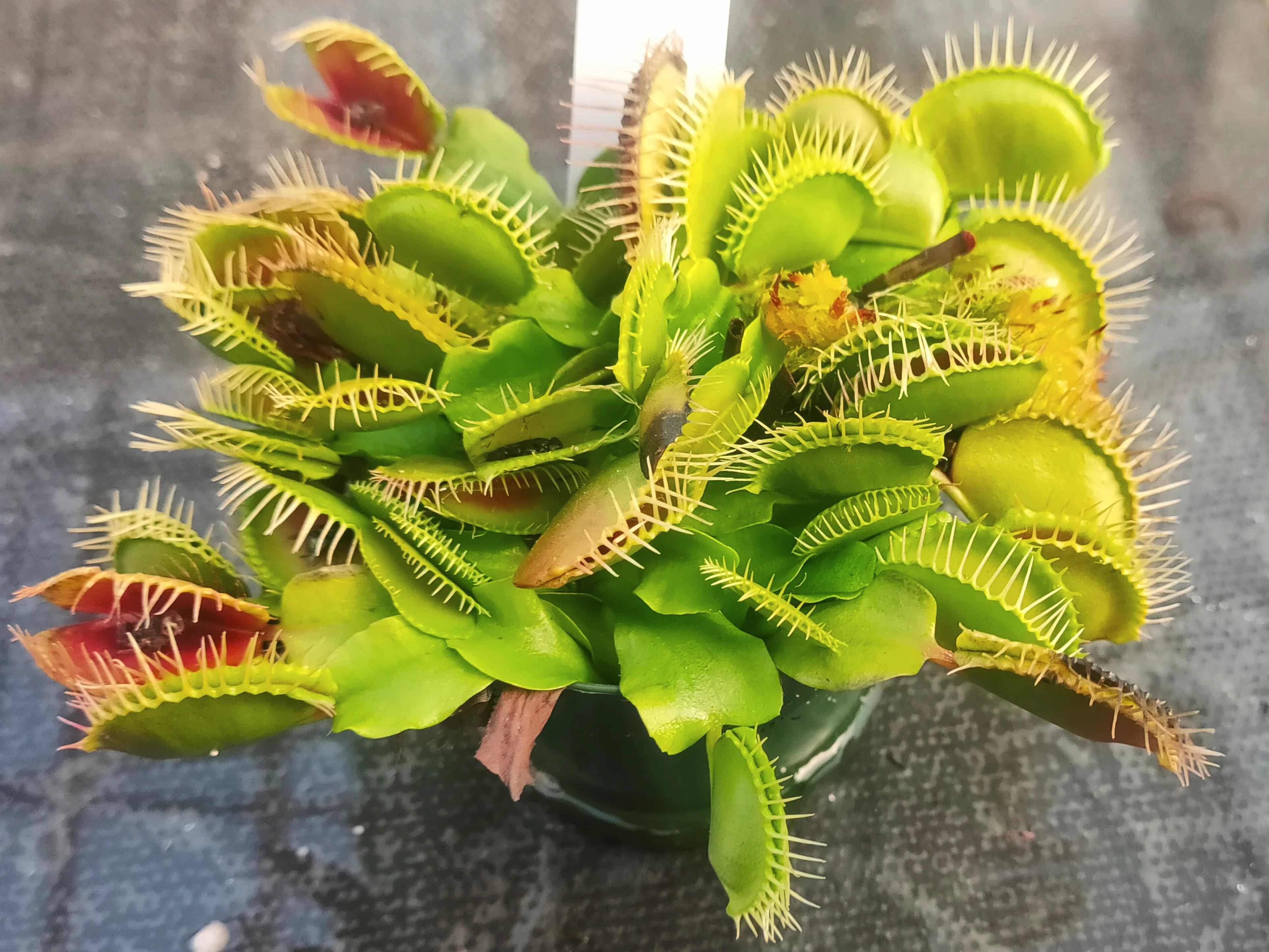 Dionaea muscipula <br>VENUS FLYTRAP GIANT 'FLEXX' OP - Image 3
