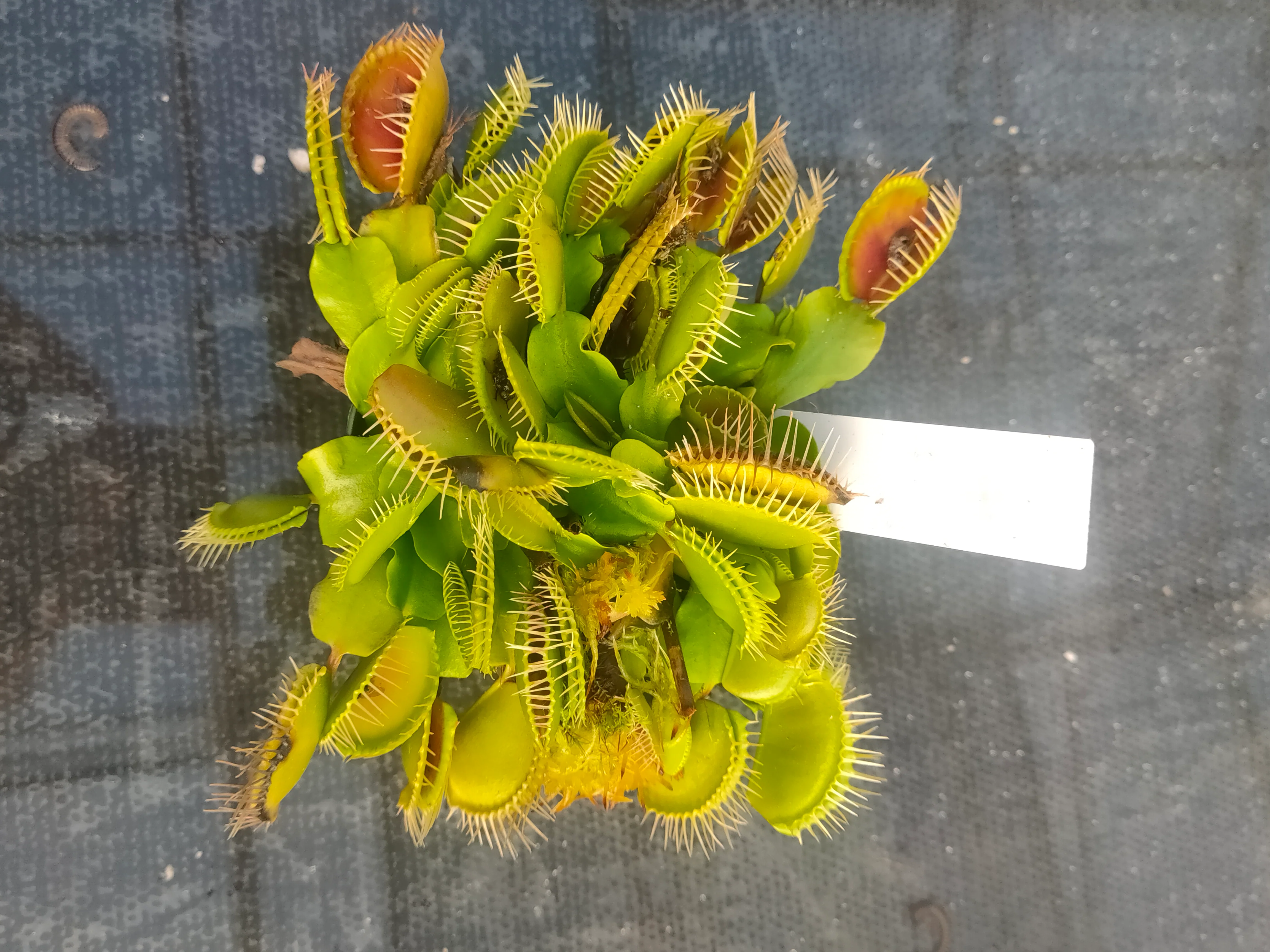 Dionaea muscipula <br>VENUS FLYTRAP GIANT 'FLEXX' OP - Image 4