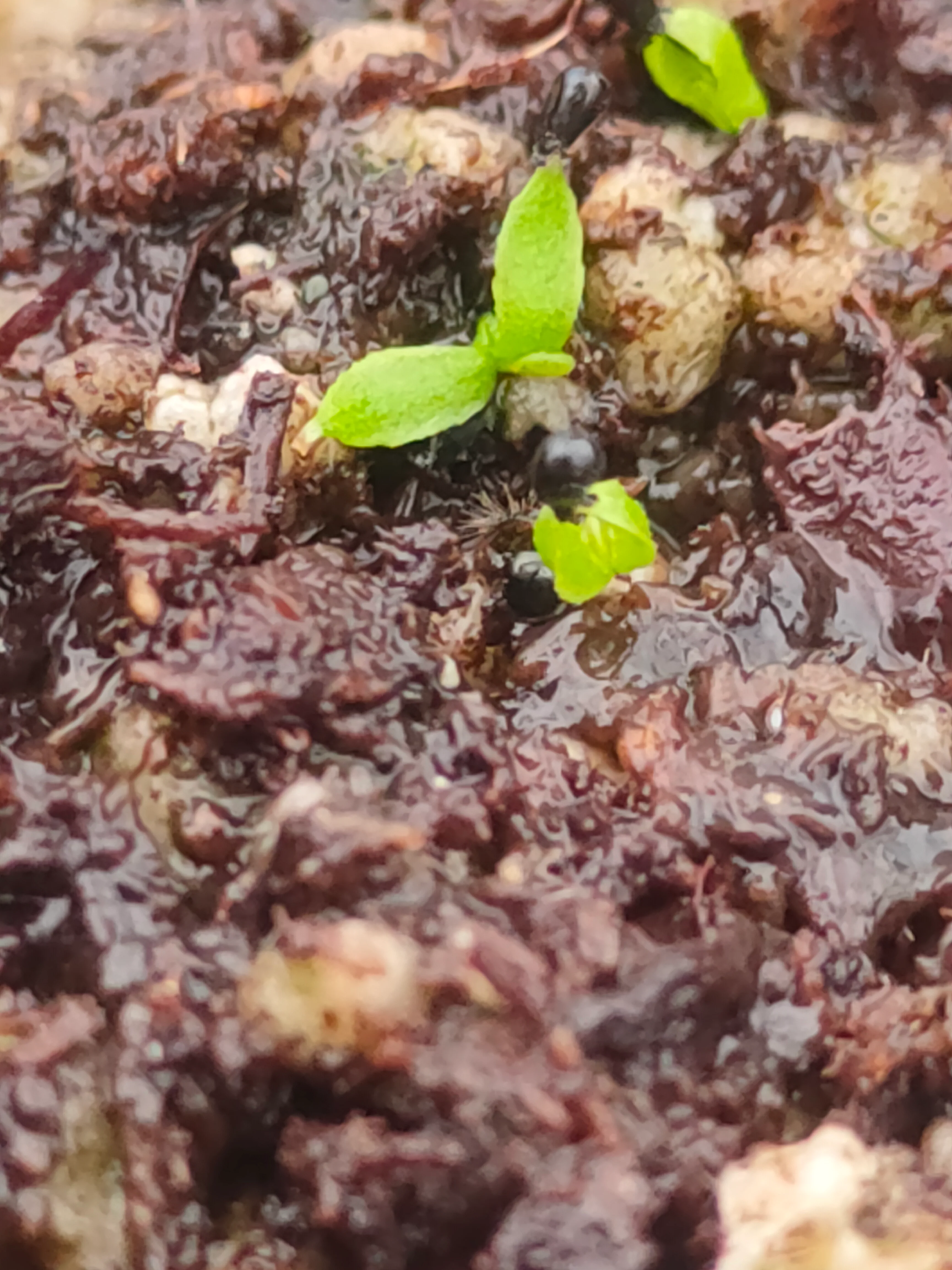 Dionaea muscipula <br>VENUS FLYTRAP GIANT 'FLEXX' OP - Image 5