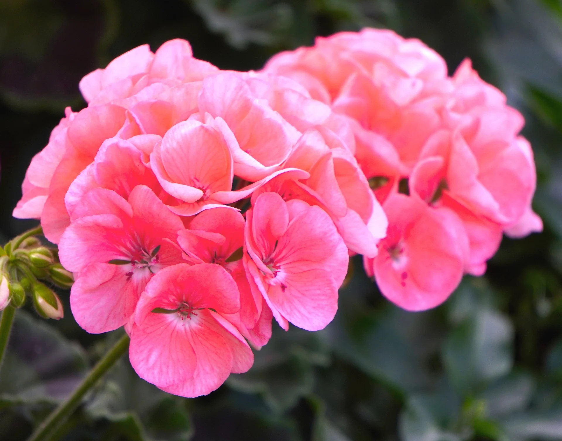 Pelargonium <br>GERANIUM ZONAL MIX - Image 3