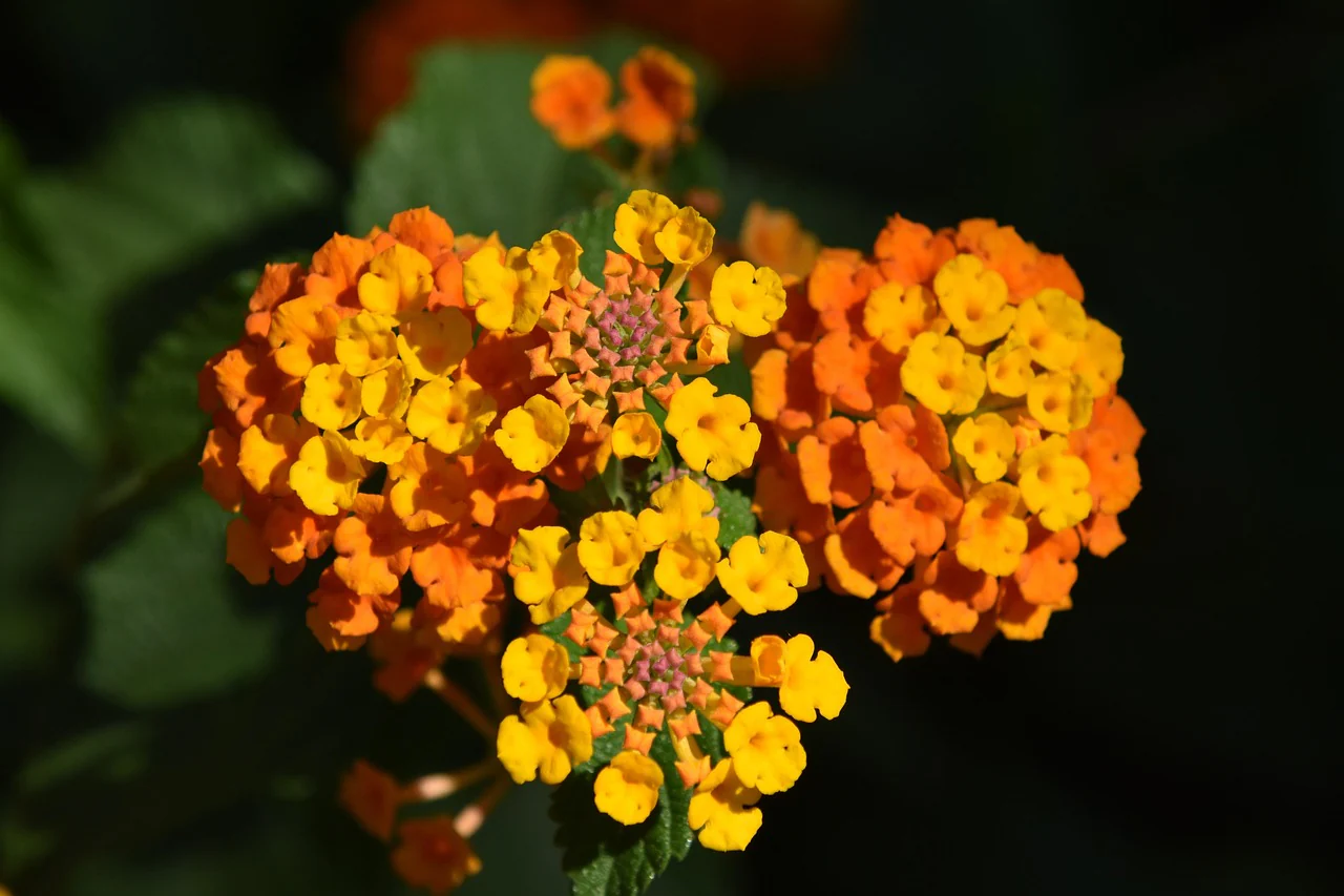 Lantana camara <br>LANTANA MIX - Image 10
