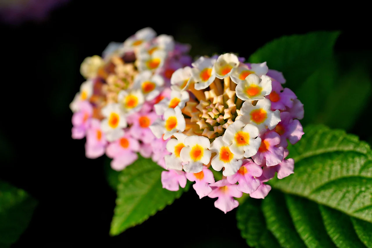 Lantana camara <br>LANTANA MIX - Image 11