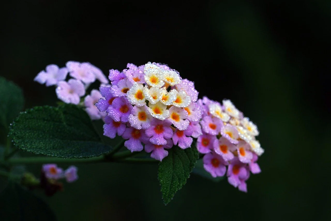 Lantana camara <br>LANTANA MIX - Image 12