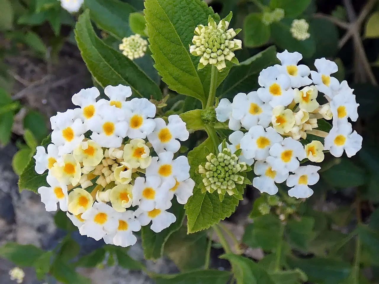 Lantana camara <br>LANTANA MIX - Image 14