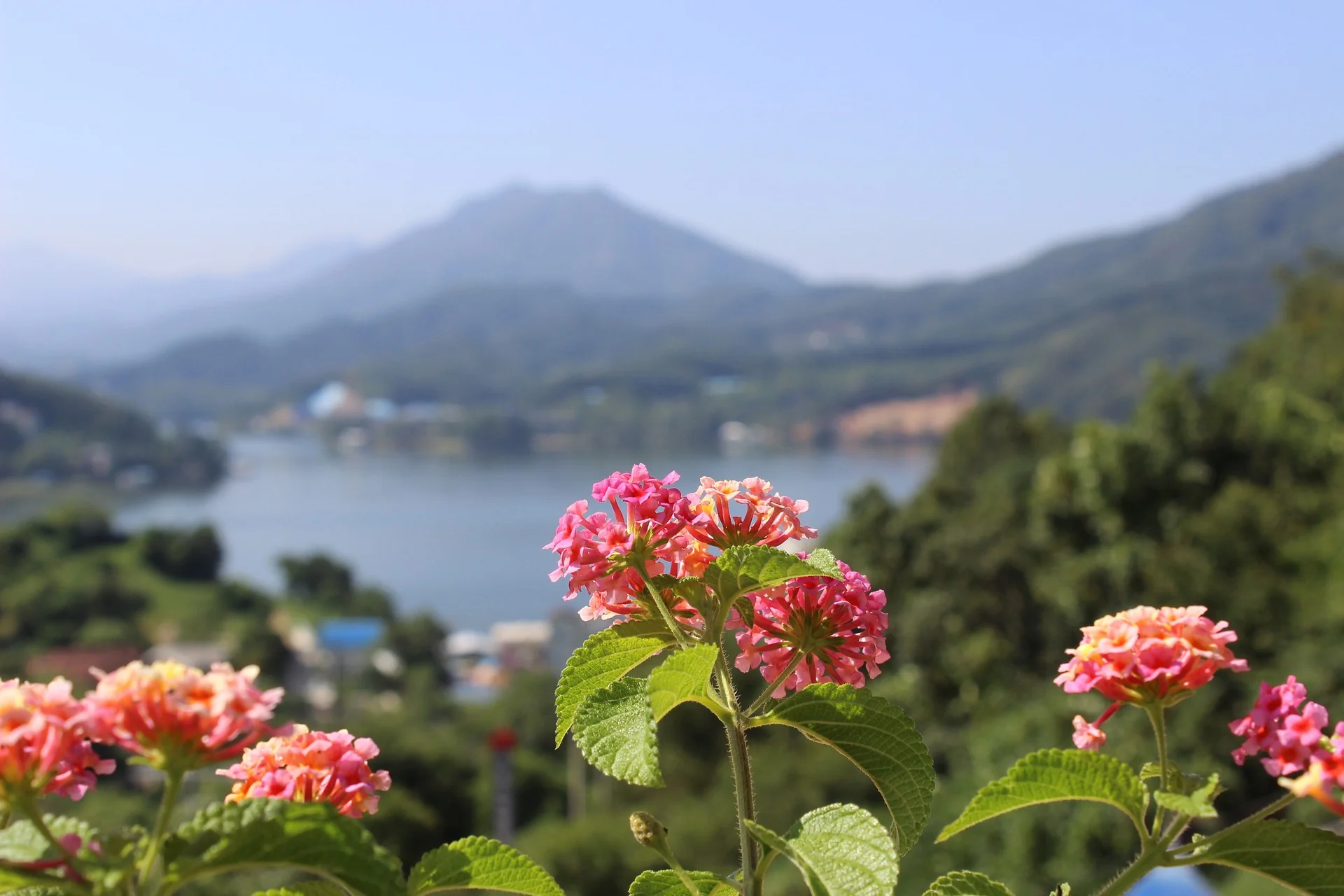 Lantana camara <br>LANTANA MIX - Image 15