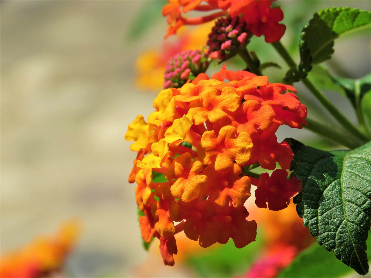Lantana camara <br>LANTANA MIX - Image 16