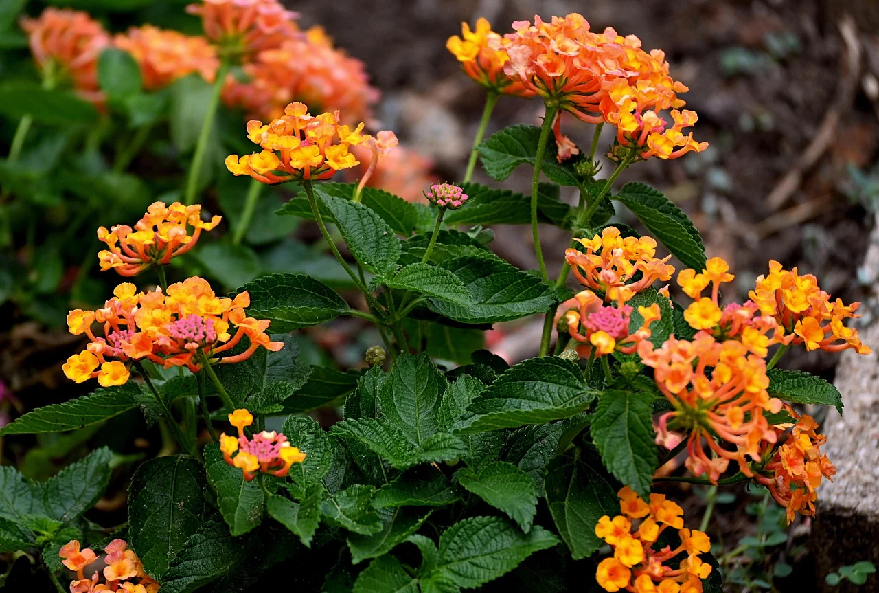 Lantana camara <br>LANTANA MIX - Image 17