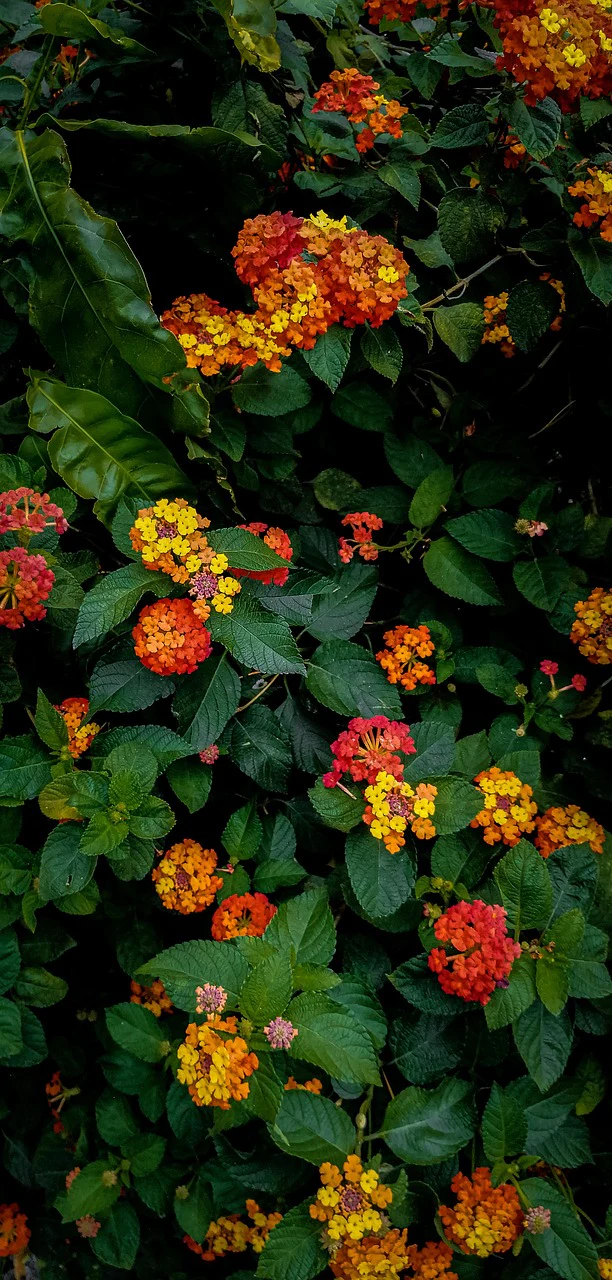 Lantana camara <br>LANTANA MIX - Image 18