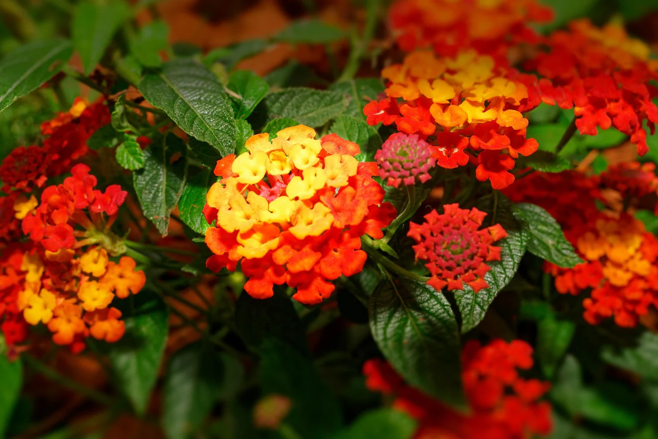Lantana camara <br>LANTANA MIX - Image 20
