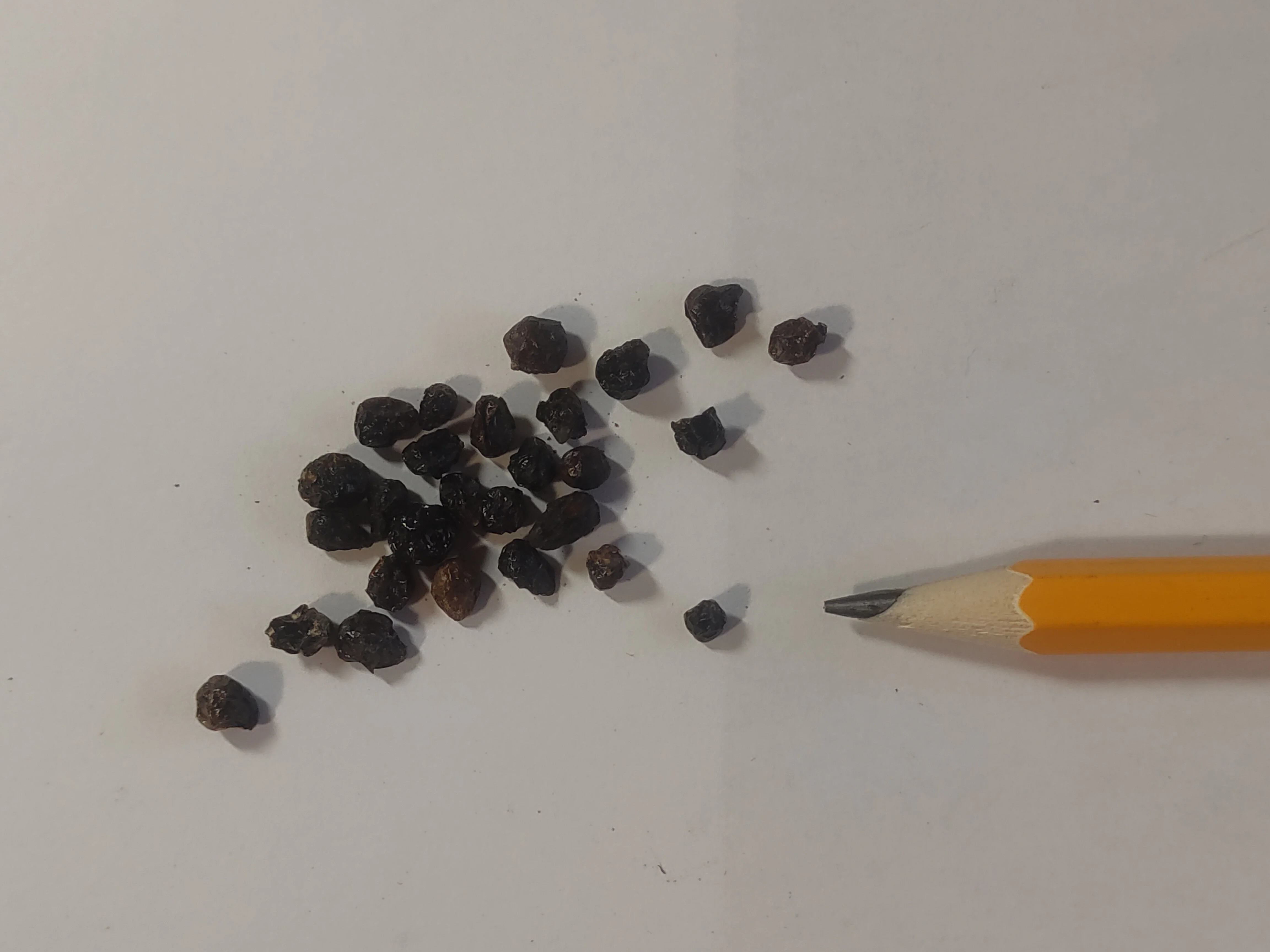 Lantana camara <br>LANTANA MIX - Image 21