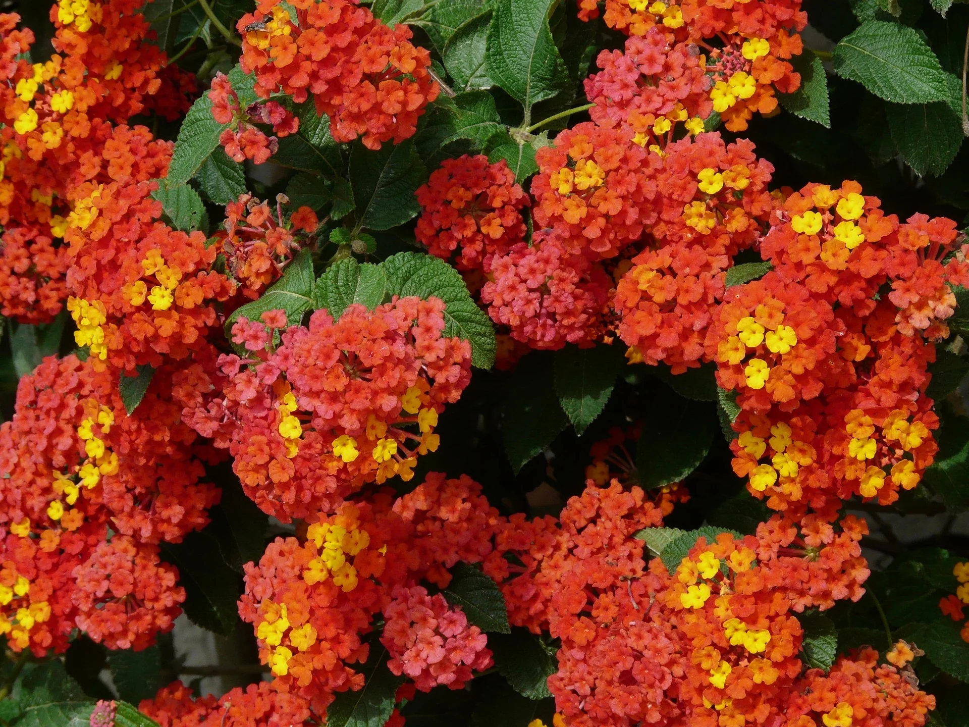 Lantana camara <br>LANTANA MIX - Image 4