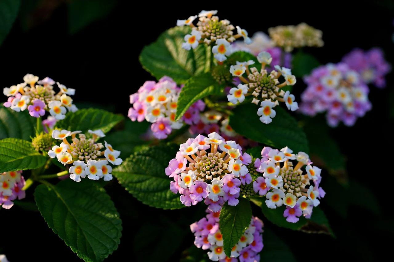 Lantana camara <br>LANTANA MIX - Image 5