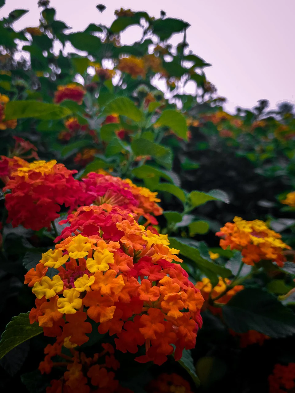 Lantana camara <br>LANTANA MIX - Image 6