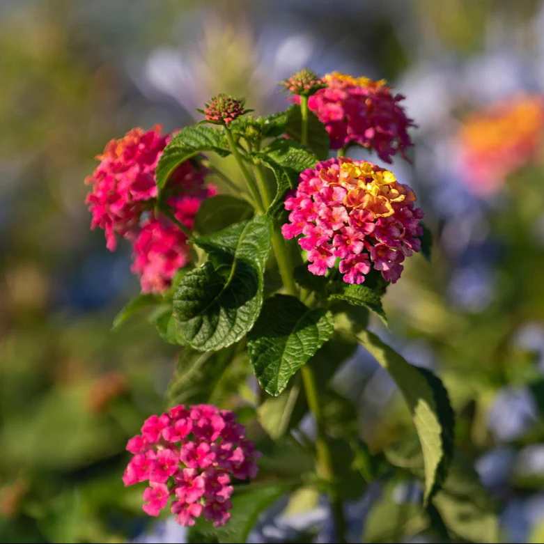 Lantana camara <br>LANTANA MIX - Image 7