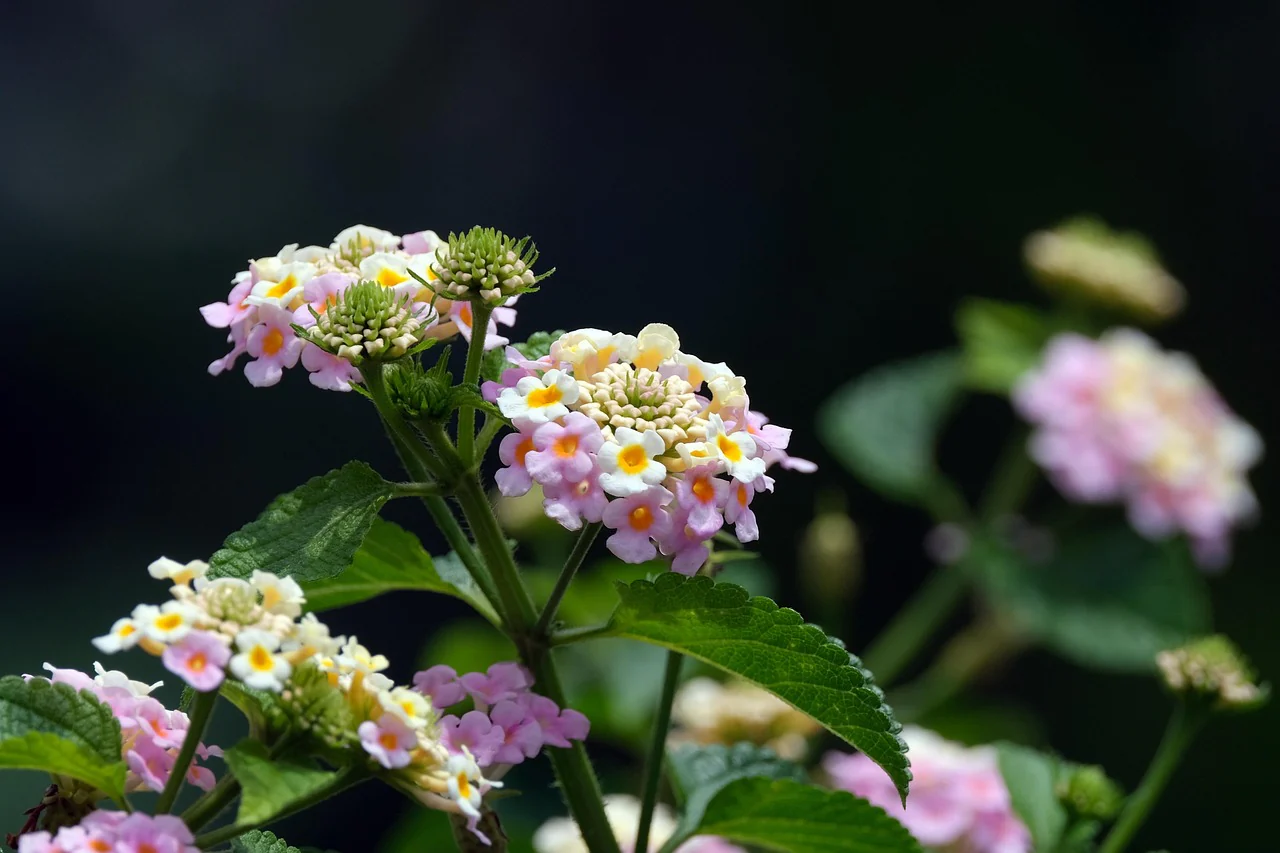 Lantana camara <br>LANTANA MIX - Image 8
