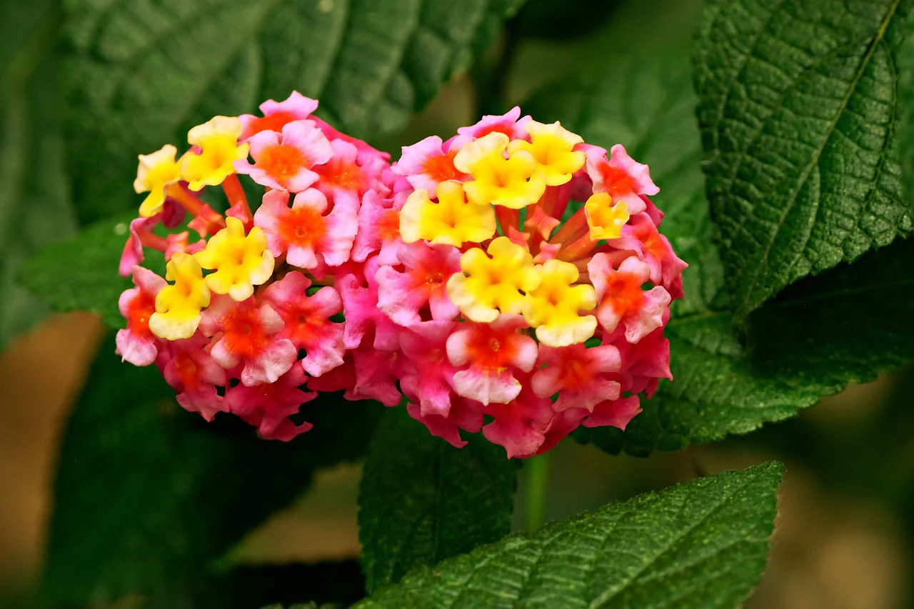 Lantana camara <br>LANTANA MIX - Image 9